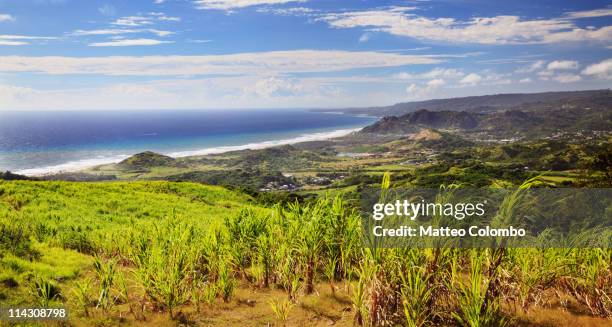 barbados east coast - sugar cane field stock-fotos und bilder