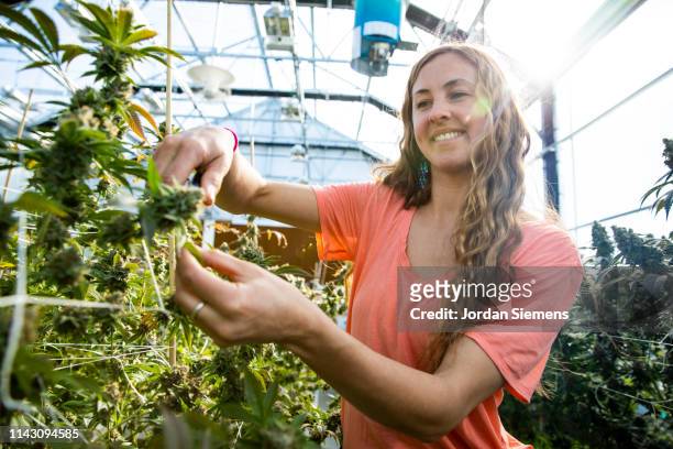 a woman trimming a marijuana plant ready for harvest. - marijuana plant stock-fotos und bilder