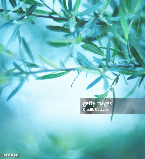 fundo verde da natureza com filiais do salgueiro - verde azulado - fotografias e filmes do acervo