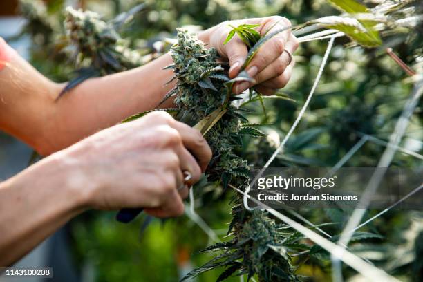 a woman trimming a marijuana plant ready for harvest. - cannabis concentrate stock pictures, royalty-free photos & images