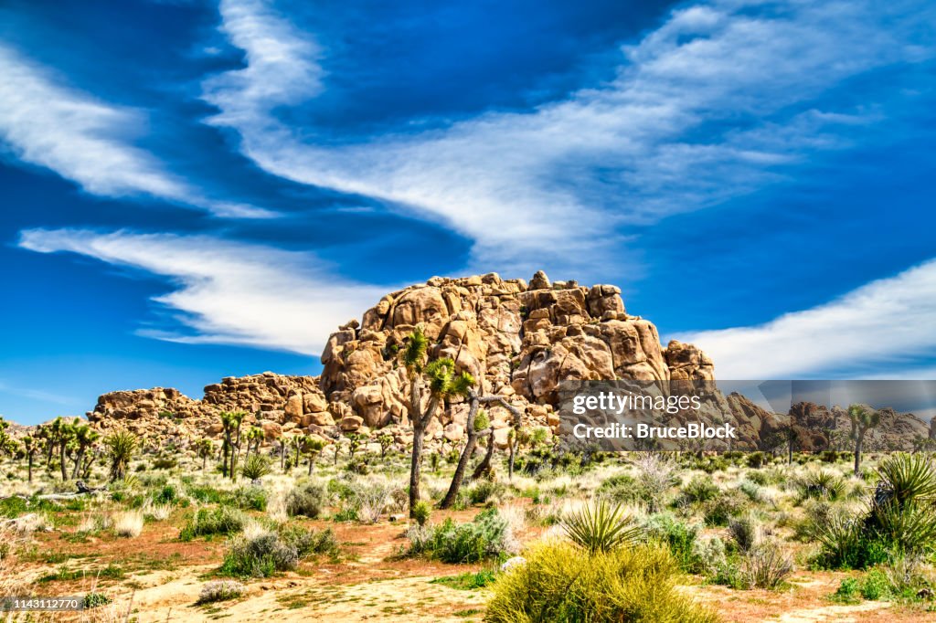 Joshua Trees in Bloom con formaciones rocosas de Monzogranito