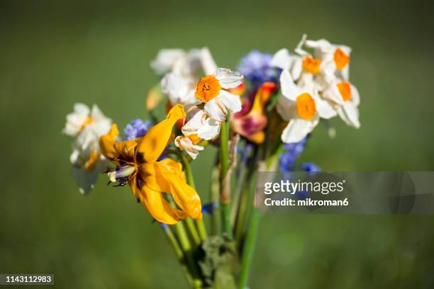 bouquet of wilting spring flowers - decay stock pictures, royalty-free photos & images