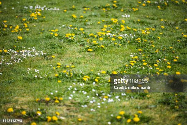 sunny day on meadow. springtime - uncultivated imagens e fotografias de stock