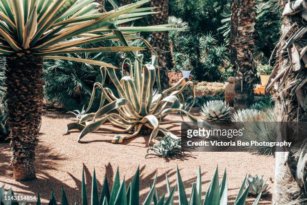 green garden of cacti and blooming flowers in park - phoenix arizona stock pictures, royalty-free photos & images
