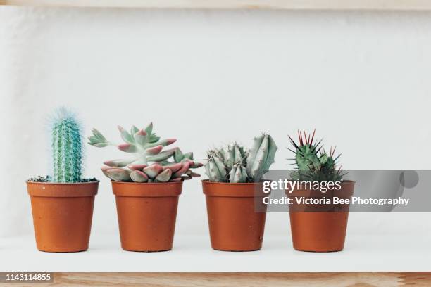 collection of various cactus and succulent plants in different pots. potted cactus house plants on white shelf against white wall - cactus pot stock pictures, royalty-free photos & images