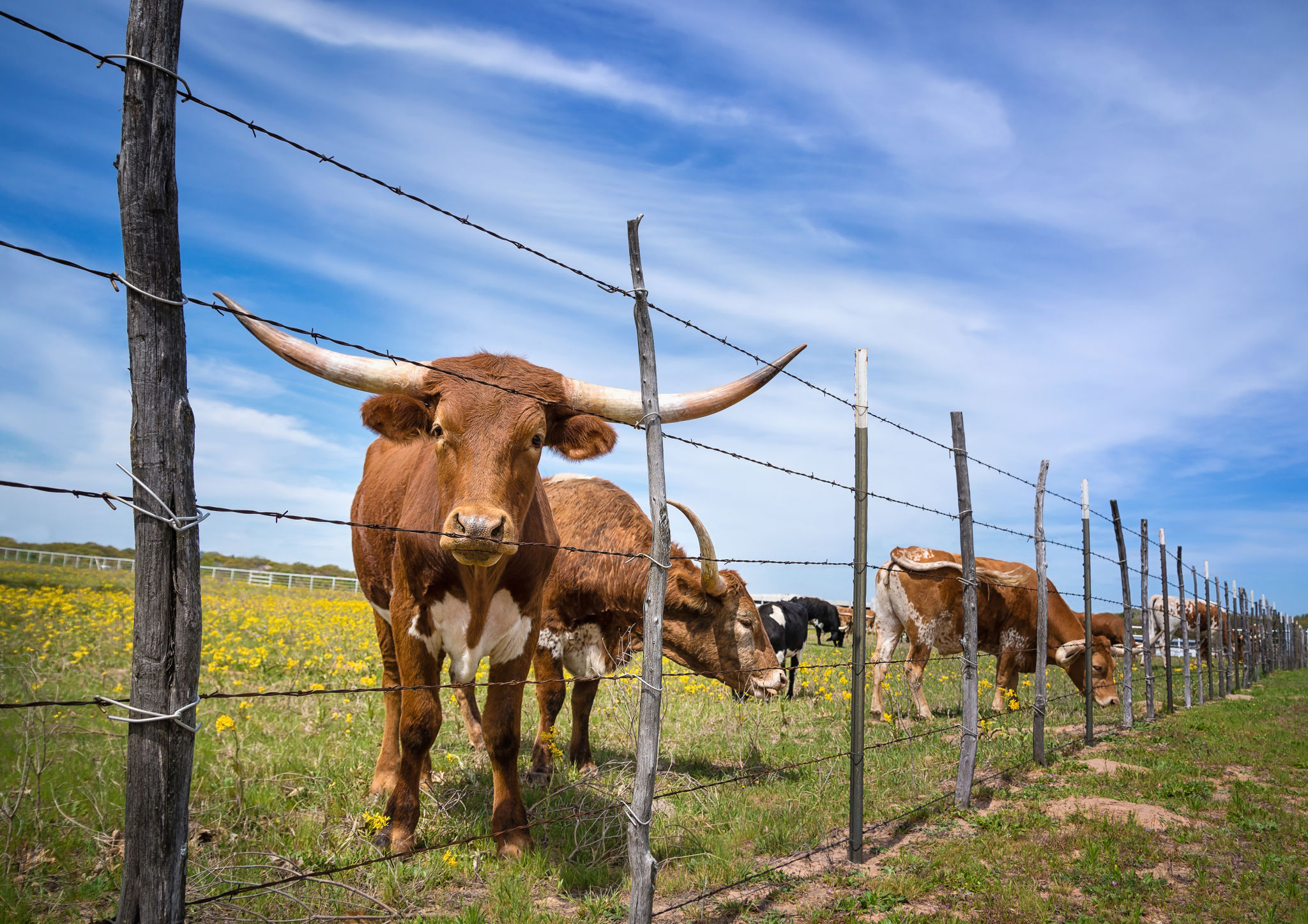 texas livestock