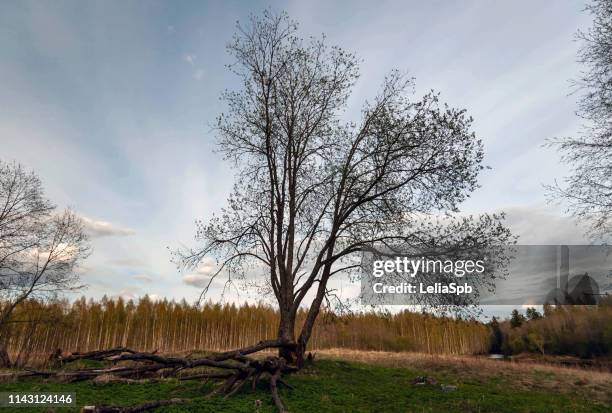 214 Sprawling Forest Stock Photos, High-Res Pictures, and Images ...