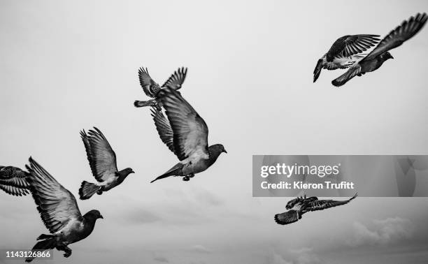 pigeons taking flight - pigeon stock-fotos und bilder
