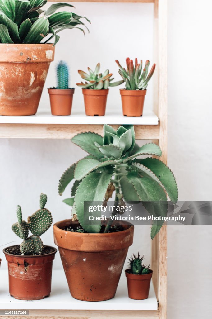 Bookshelf with succulent and various houseplants over wall