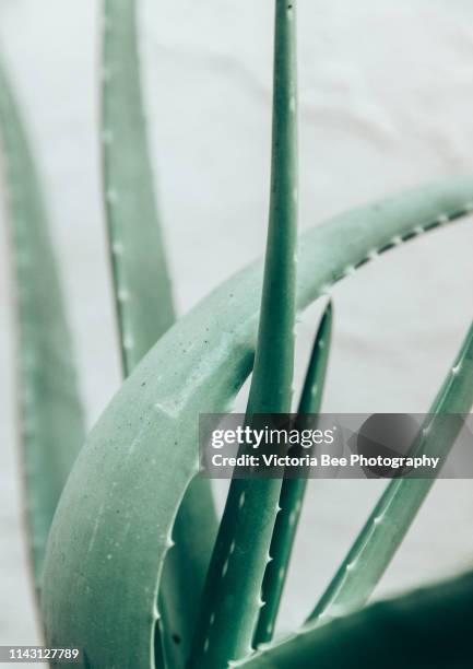 aloe vera plant - aloe vera stockfoto's en -beelden