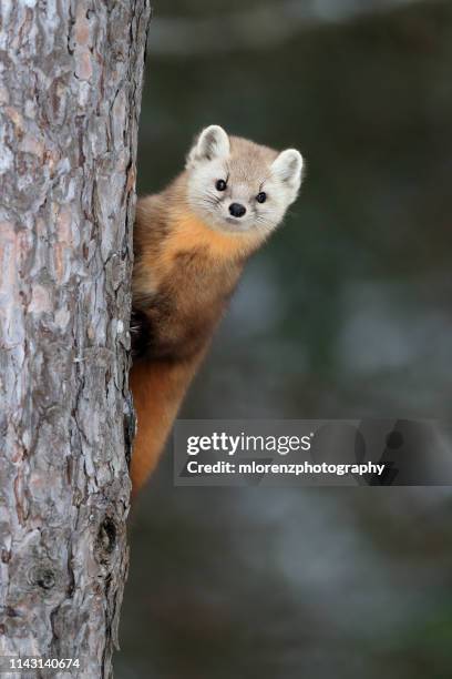 american marten - weasel stock pictures, royalty-free photos & images