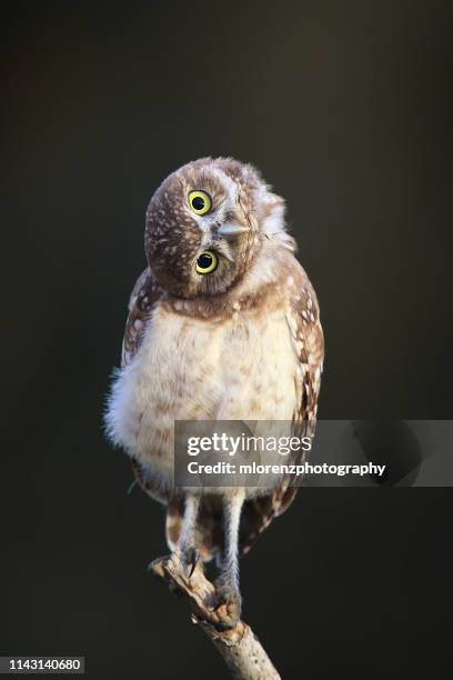 a new perspective - funny owl stock pictures, royalty-free photos & images