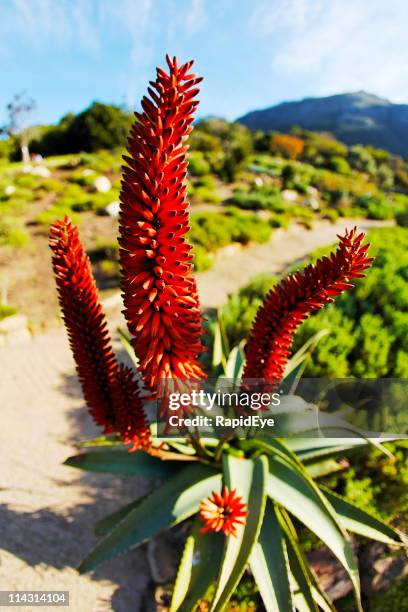 aloe saponaria - south africa foto e immagini stock