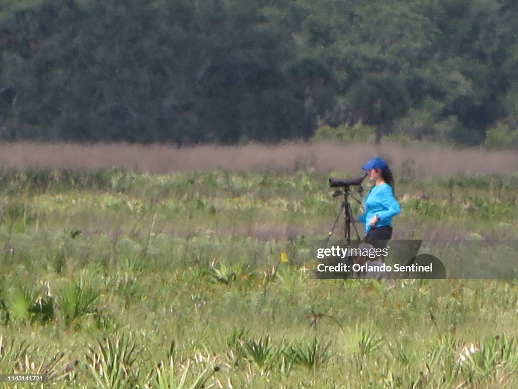 Highly endangered Florida grasshopper sparrows reared in captivity are released