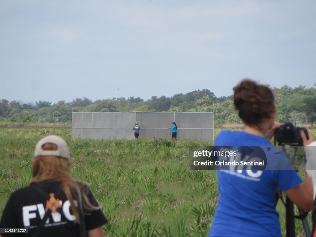 Highly endangered Florida grasshopper sparrows reared in captivity are released
