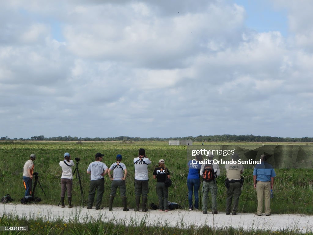 Highly endangered Florida grasshopper sparrows reared in captivity are released