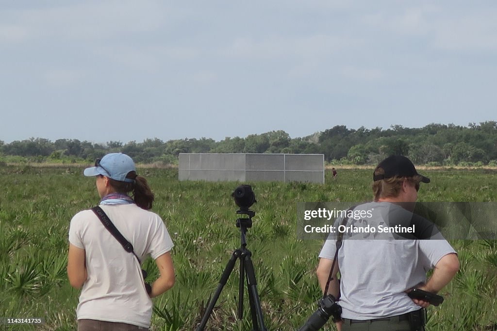 Highly endangered Florida grasshopper sparrows reared in captivity are released