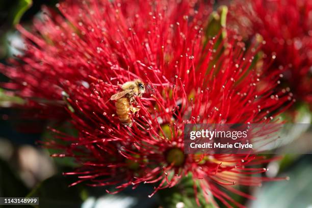 a honey bee pollinates the pohutukawa tree's red blossoms - pohutukawa flower stockfoto's en -beelden