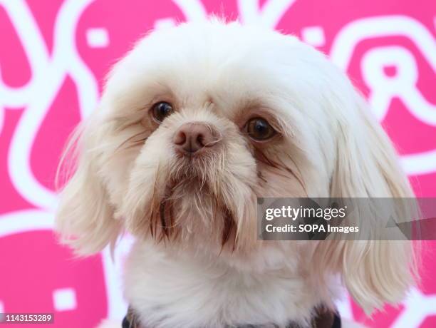 Shih Tzu seen posing for camera during the Dogfest 2019 at Knebworth Park.