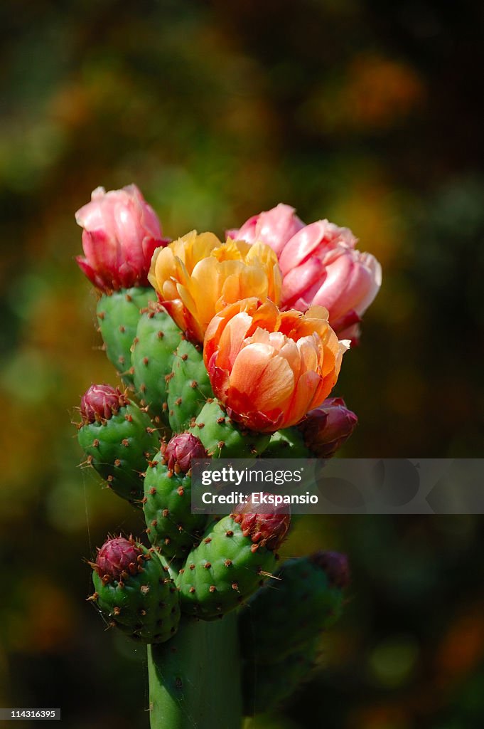 Prickly Pear Blumen