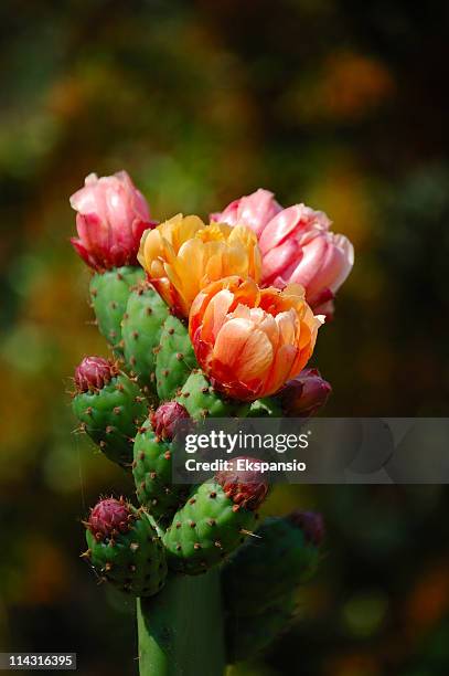close-up of multicolored prickly pear flowers on green stem - cactus flower stock pictures, royalty-free photos & images