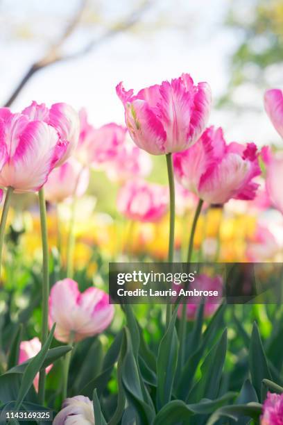 Minnesota Spring Background 244 Minnesota Spring Landscape Stock Photos, High-Res Pictures, and ...