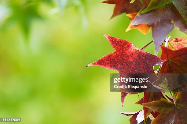 fall leaf background - the who november 5 2007 stock pictures, royalty-free photos & images