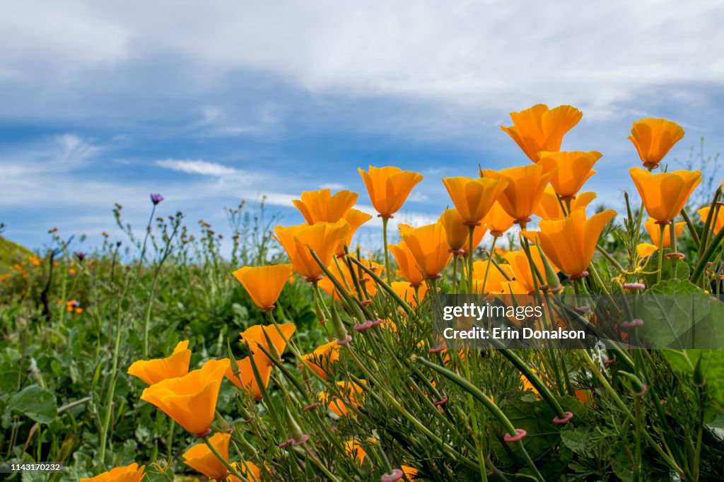 Bright Orange Poppy Flowers Under Blue Sky