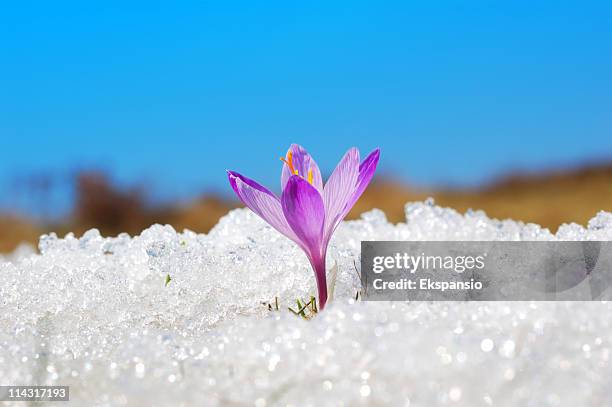 first crocus - winter flower stock pictures, royalty-free photos & images