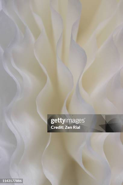 6,883 Ruffles Texture Stock Photos, High-Res Pictures, and Images ...