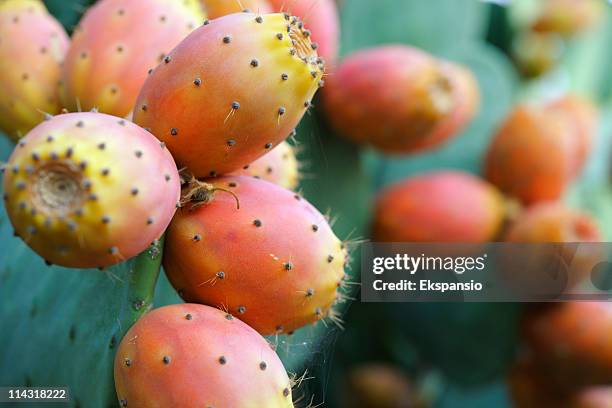 close up of ripe prickly pear fruit - tuna fruit stock pictures, royalty-free photos & images