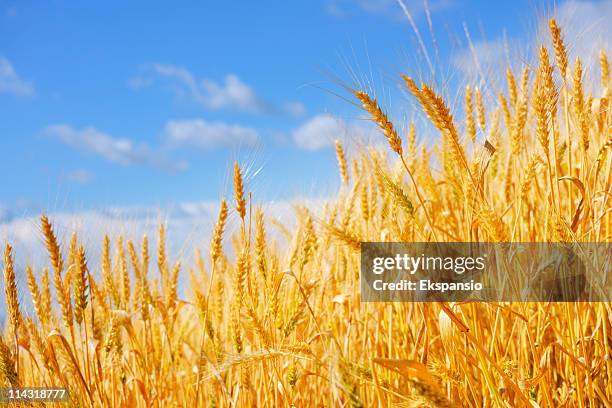 verano de cultivo de trigo dorado con cielo azul de fondo - low angle view of wheat growing on field against sky fotografías e imágenes de stock