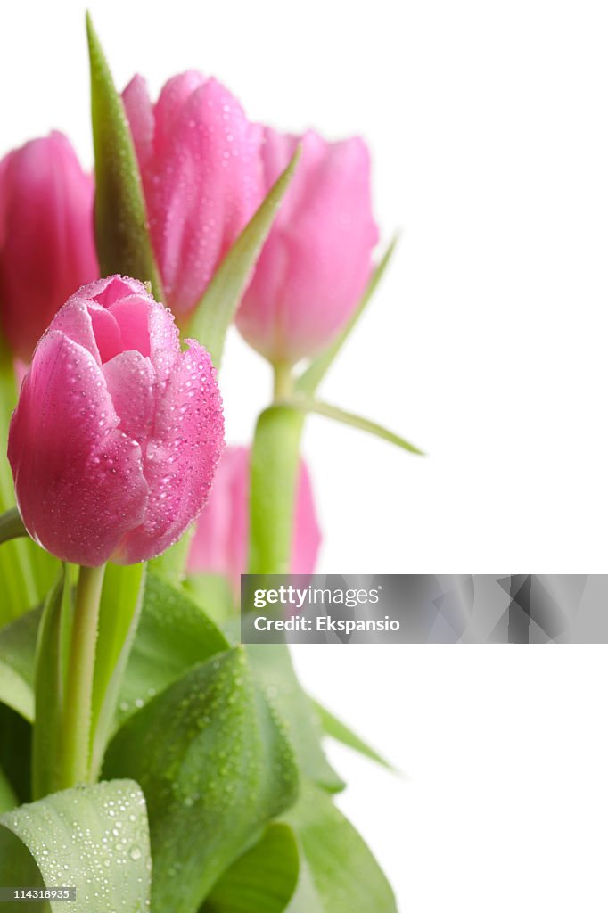 Pink Tulips Series