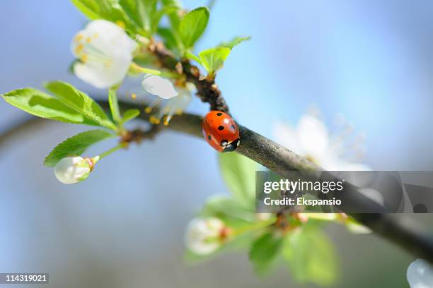 spring ladybird on branch among blossom - nyckelpiga bildbanksfoton och bilder