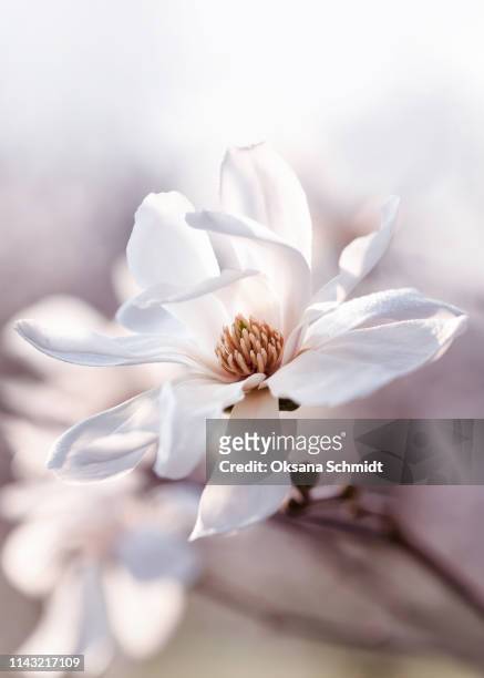 beautiful white flowering star magnolia in the morning. - magnolia stock pictures, royalty-free photos & images