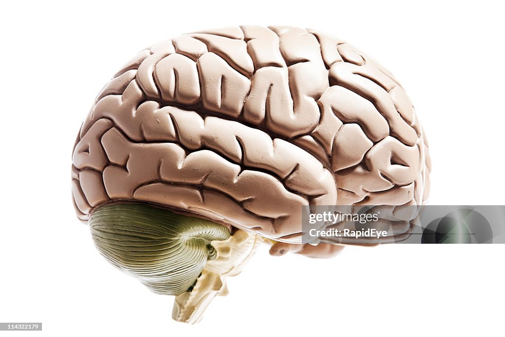 Brain