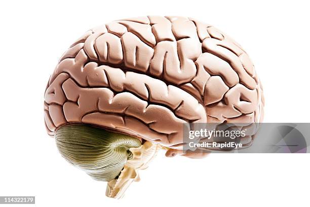 cérebro - tronco cerebral imagens e fotografias de stock