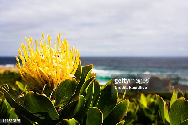 protea at the seaside - protea stock pictures, royalty-free photos & images