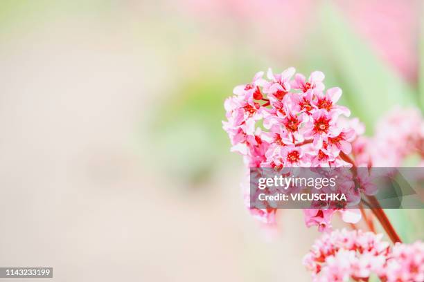 pink blooming of bergenia - bergenia cordifolia stock pictures, royalty-free photos & images