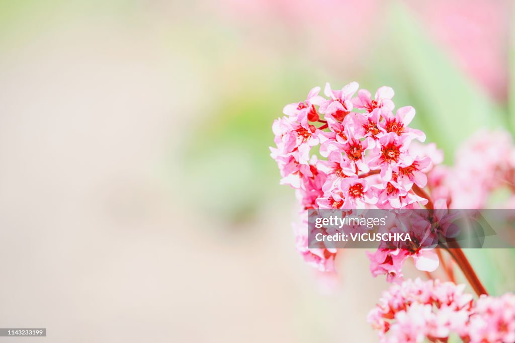 Pink blooming of Bergenia