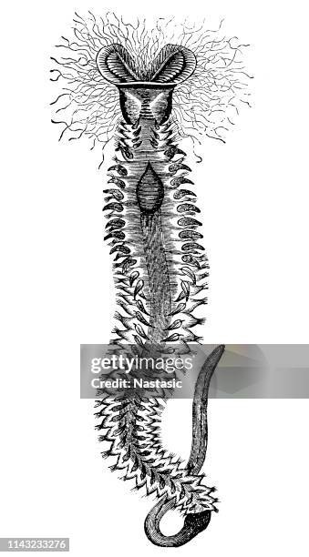 honeycomb worm (sabellaria alveolata) - honeycomb macro stock illustrations
