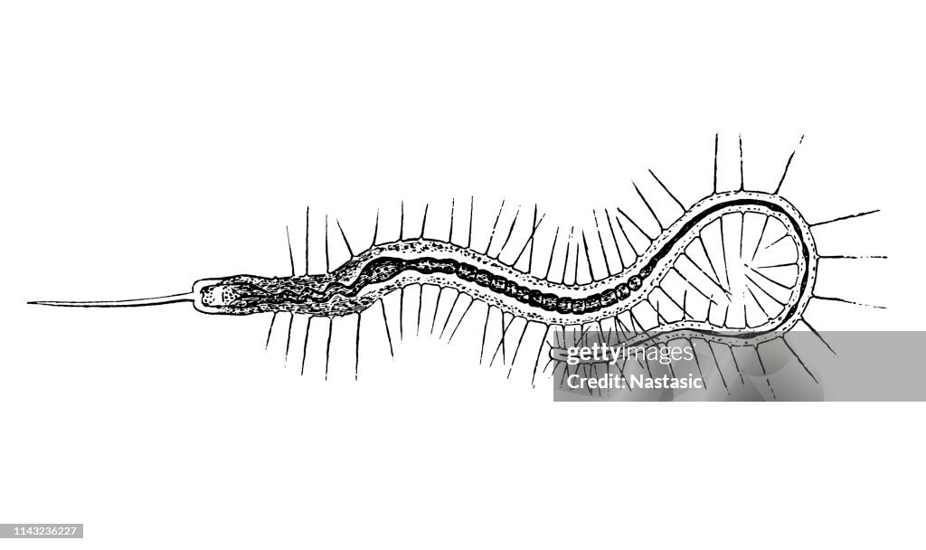 Bristle Worm (Nais proboscidea)