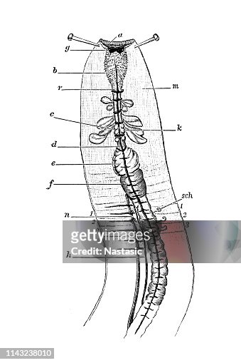 12 Earthworm Anatomy Stock Photos, High-Res Pictures, and Images