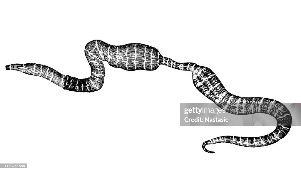 Ribbon Worm (meckelia viridis)