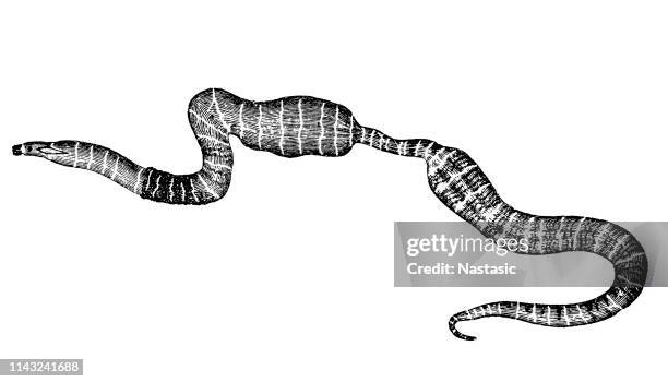 ribbon worm (meckelia viridis) - ribbon worm stock illustrations