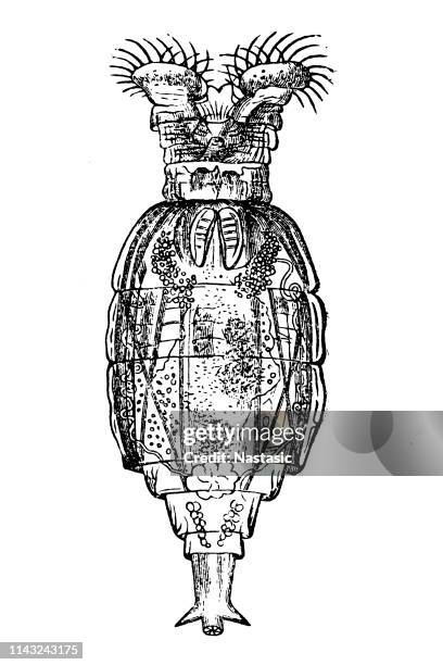 illustrazioni stock, clip art, cartoni animati e icone di tendenza di rotifero, rotarian rotary - baco