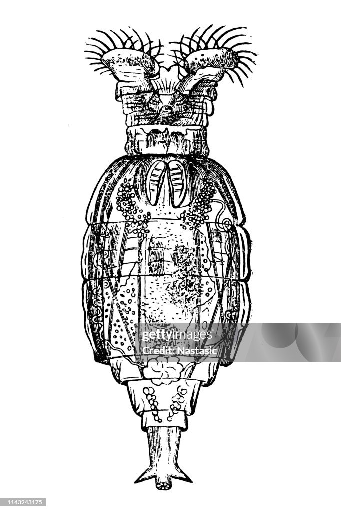 Rotifer, Rotarian Rotary