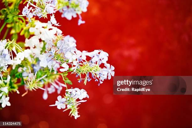 flowers on red background - plumbago stock pictures, royalty-free photos & images