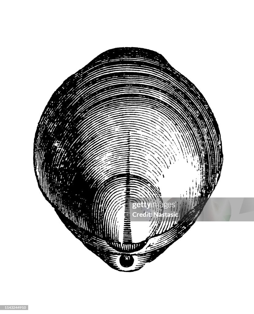 Terebratula is a modern genus of brachiopods with a fossil record dating back to the Late Devonian