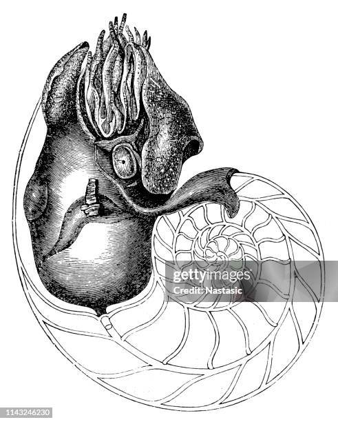 chambered nautilus (nautilus pompilius) - nautilus shell stock illustrations